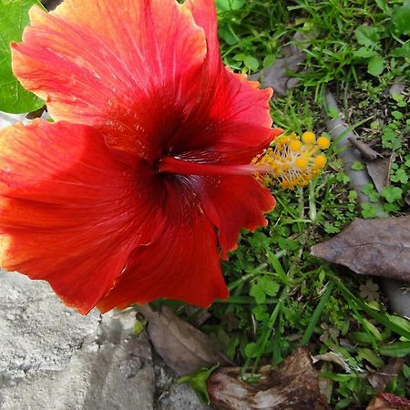 Valle Primavera Otel Boquete Dış mekan fotoğraf